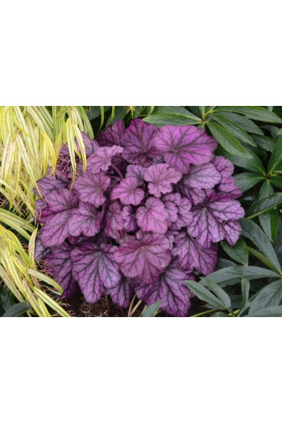 Контрастне листя гейхери Wild Rose на фоні зелених рослин